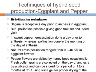Techniques of hybrid seed
production-Eggplant and Pepper
 Hybridization techniques:
 Stigma is receptive a day prior to anthesis in eggplant
 Bud pollination possible giving good fruit set and seed
yield
 In sweet pepper, emasculation done a day prior to
anthesis, whereas, pollination done in the morning on
the day of anthesis
 Natural cross pollination ranged from 0.2-46.8% in
eggplant flowers
 Pepper flowers are visited by honey bees occasionally.
Fresh pollen grains are collected on the day of anthesis
by a vibrator and can be stored for a period of 1 to 2
months at O°C using silica gel for proper drying of the
 
