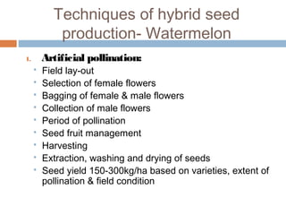Techniques of hybrid seed
production- Watermelon
1. Artificial pollination:
 Field lay-out
 Selection of female flowers
 Bagging of female & male flowers
 Collection of male flowers
 Period of pollination
 Seed fruit management
 Harvesting
 Extraction, washing and drying of seeds
 Seed yield 150-300kg/ha based on varieties, extent of
pollination & field condition
 
