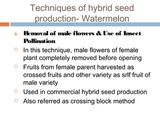 Techniques of hybrid seed
production- Watermelon
2. Removal of male flowers & Use of Insect
Pollination
 In this technique, male flowers of female
plant completely removed before opening
 Fruits from female parent harvested as
crossed fruits and other variety as srlf fruit of
male variety
 Used in commercial hybrid seed production
 Also referred as crossing block method
 