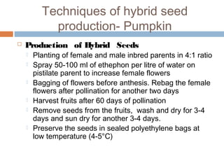Techniques of hybrid seed
production- Pumpkin
 Production of Hybrid Seeds
 Planting of female and male inbred parents in 4:1 ratio
 Spray 50-100 ml of ethephon per litre of water on
pistilate parent to increase female flowers
 Bagging of flowers before anthesis. Rebag the female
flowers after pollination for another two days
 Harvest fruits after 60 days of pollination
 Remove seeds from the fruits, wash and dry for 3-4
days and sun dry for another 3-4 days.
 Preserve the seeds in sealed polyethylene bags at
low temperature (4-5°C)
 