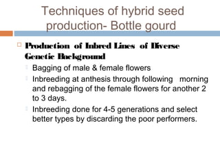 Techniques of hybrid seed
production- Bottle gourd
 Production of Inbred Lines of Diverse
Genetic Background
 Bagging of male & female flowers
 Inbreeding at anthesis through following morning
and rebagging of the female flowers for another 2
to 3 days.
 Inbreeding done for 4-5 generations and select
better types by discarding the poor performers.
 