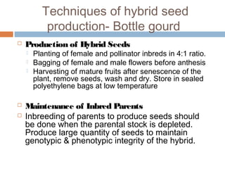 Techniques of hybrid seed
production- Bottle gourd
 Production of Hybrid Seeds
 Planting of female and pollinator inbreds in 4:1 ratio.
 Bagging of female and male flowers before anthesis
 Harvesting of mature fruits after senescence of the
plant, remove seeds, wash and dry. Store in sealed
polyethylene bags at low temperature
 
 Maintenance of Inbred Parents
 Inbreeding of parents to produce seeds should
be done when the parental stock is depleted.
Produce large quantity of seeds to maintain
genotypic & phenotypic integrity of the hybrid.
 