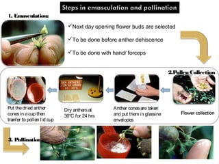 Next day opening flower buds are selected
To be done before anther dehiscence
To be done with hand/ forceps
2.Pollen Collection
1. Emasculation:
Flower collection
Anther conesaretaken
and put them in glassine
envelopes
Dry anthersat
30℃ for 24 hrs
Put thedried anther
conesin acup then
tranfer to pollen lid cup
3. Pollination
 