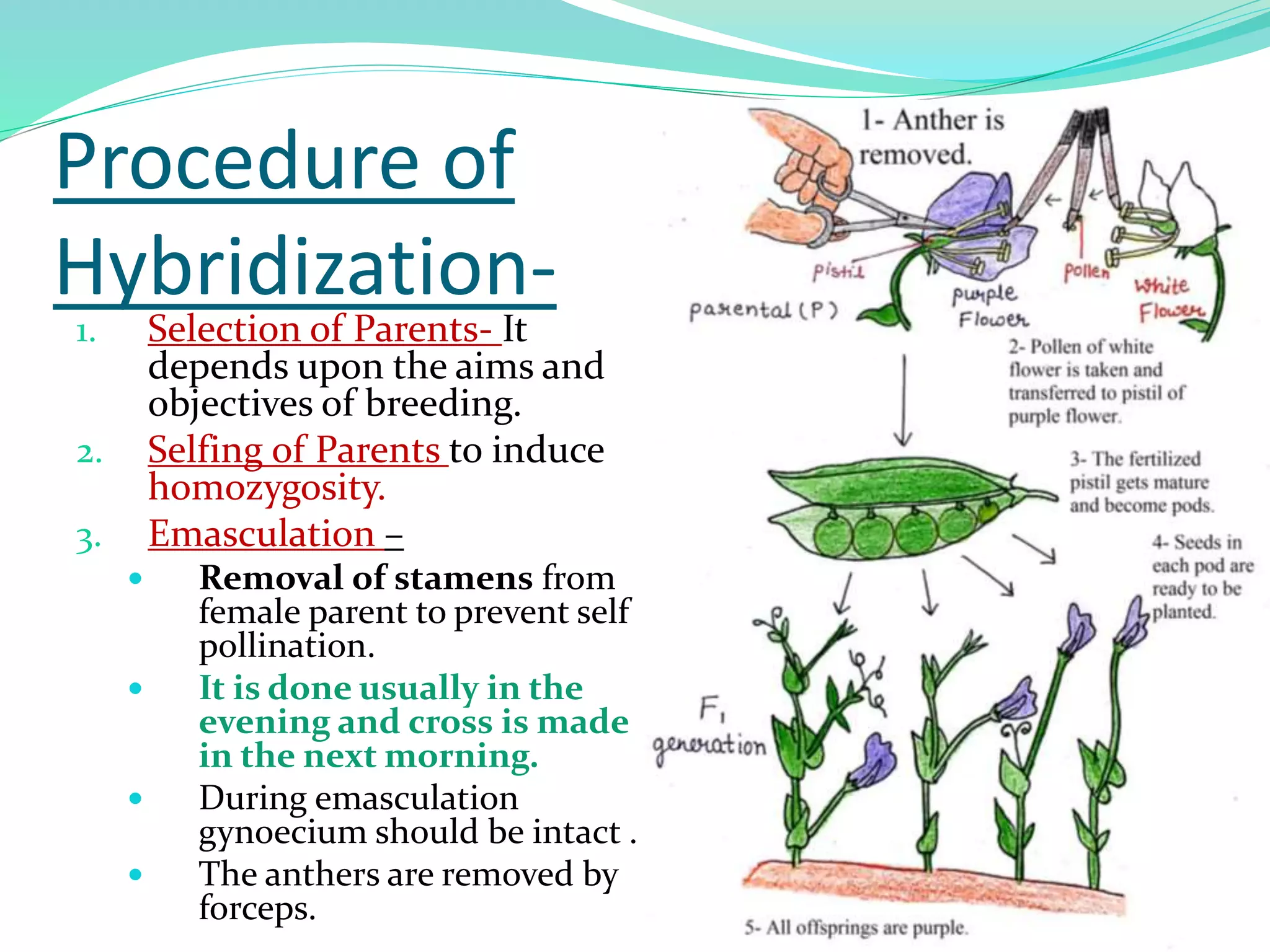 Procedure of
Hybridization-
1. Selection of Parents- It
depends upon the aims and
objectives of breeding.
2. Selfing of Parents to induce
homozygosity.
3. Emasculation –
 Removal of stamens from
female parent to prevent self
pollination.
 It is done usually in the
evening and cross is made
in the next morning.
 During emasculation
gynoecium should be intact .
 The anthers are removed by
forceps.
 
