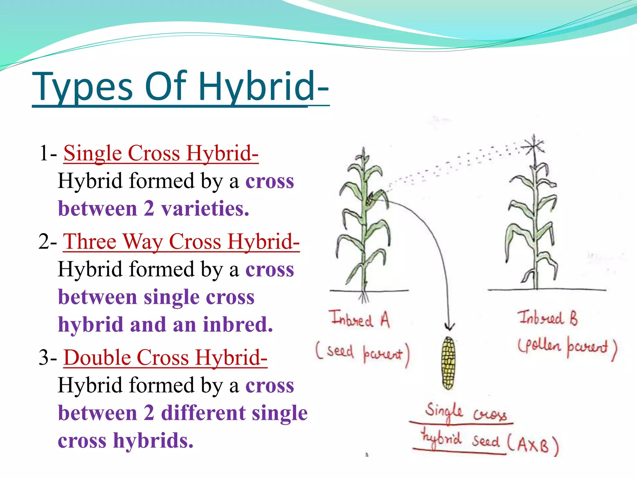 Types Of Hybrid-
1- Single Cross Hybrid-
Hybrid formed by a cross
between 2 varieties.
2- Three Way Cross Hybrid-
Hybrid formed by a cross
between single cross
hybrid and an inbred.
3- Double Cross Hybrid-
Hybrid formed by a cross
between 2 different single
cross hybrids.
 