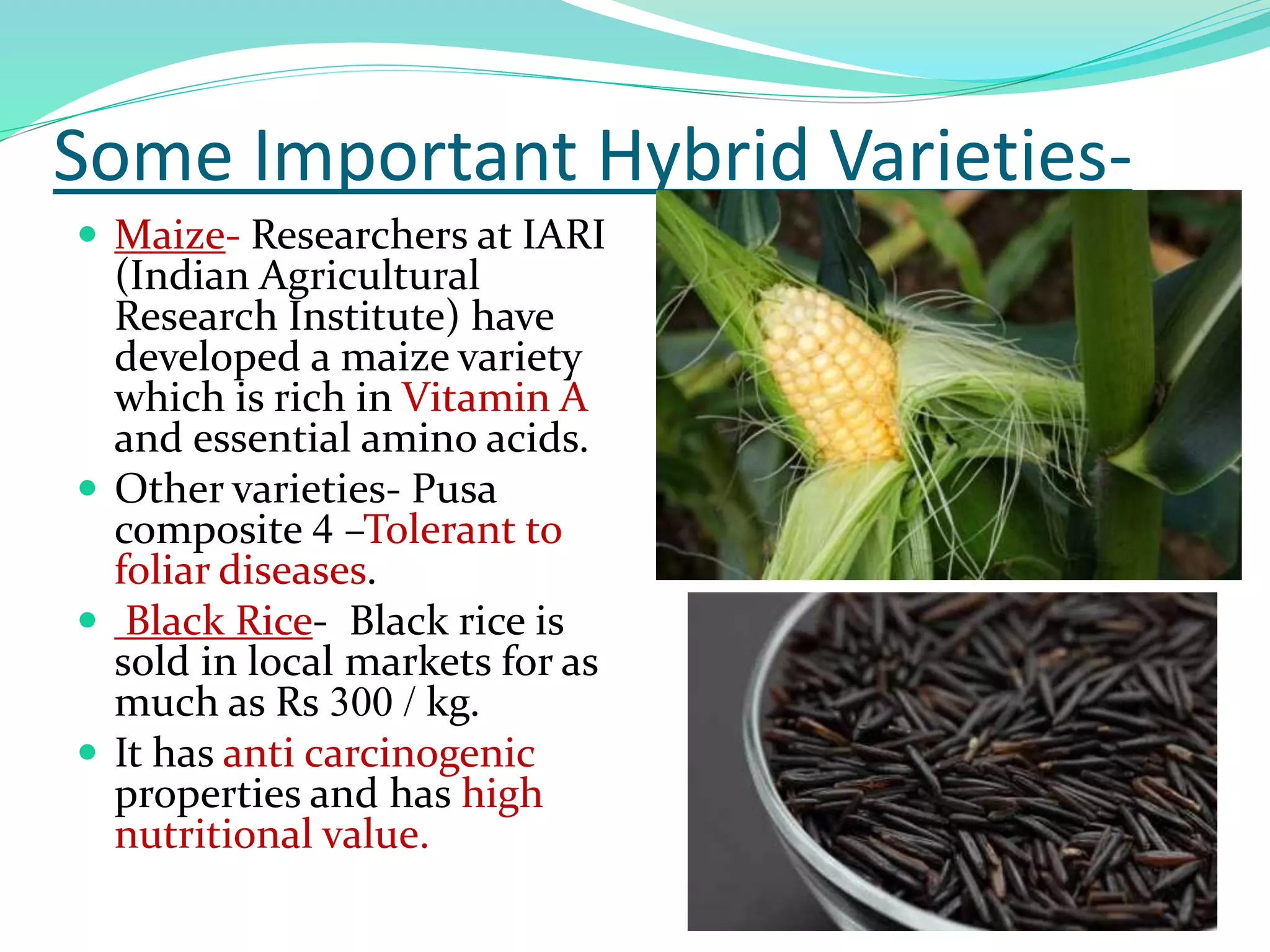 Some Important Hybrid Varieties-
 Maize- Researchers at IARI
(Indian Agricultural
Research Institute) have
developed a maize variety
which is rich in Vitamin A
and essential amino acids.
 Other varieties- Pusa
composite 4 –Tolerant to
foliar diseases.
 Black Rice- Black rice is
sold in local markets for as
much as Rs 300 / kg.
 It has anti carcinogenic
properties and has high
nutritional value.
 