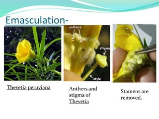 Emasculation-
Thevetia peruviana Anthers and
stigma of
Thevetia
Stamens are
removed.
 