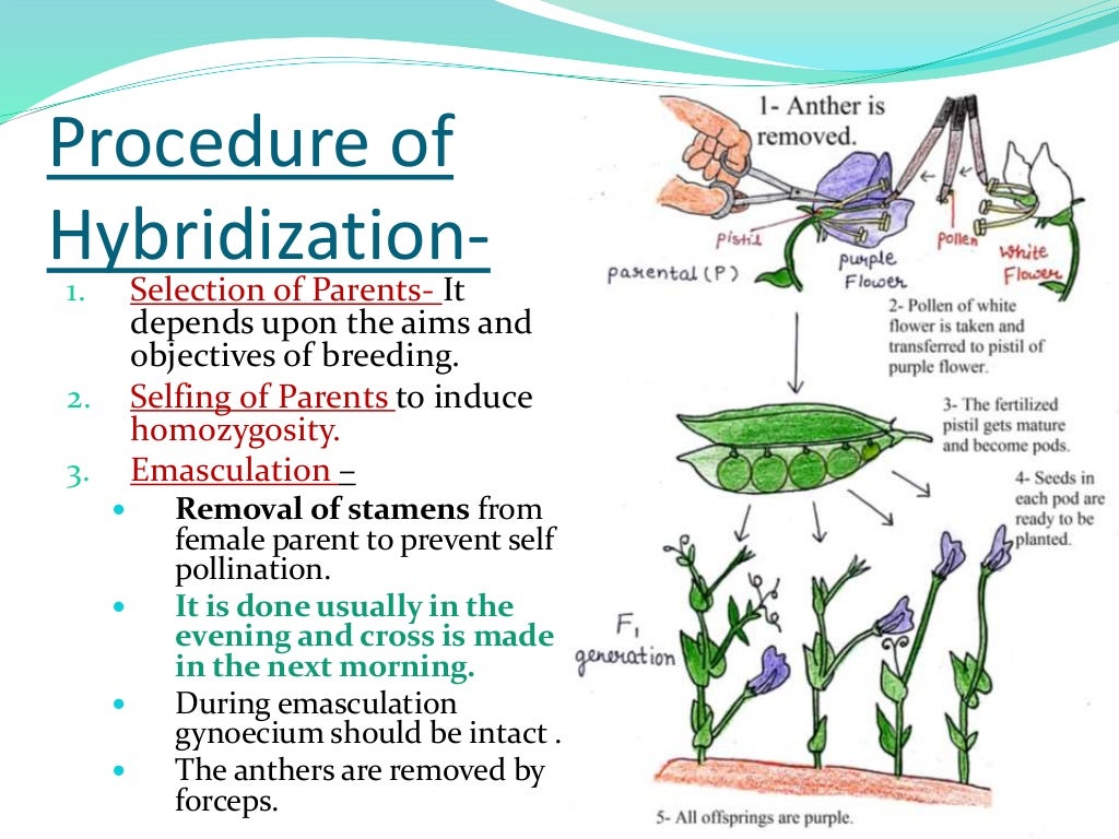 Hybrid breeding in plants