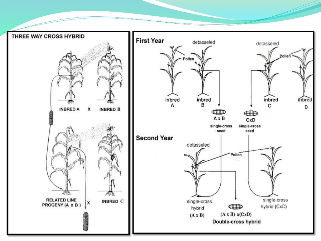 Hybrid breeding in plants