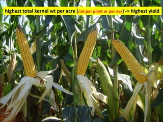 highest total kernel wt per acre (not per plant or per ear) -> highest yield  