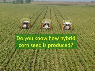 Do you know how hybrid corn seed is produced?  