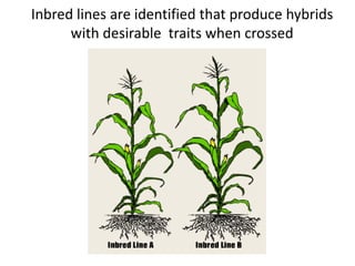 Inbred lines are identified that produce hybrids with desirable traits when crossed  