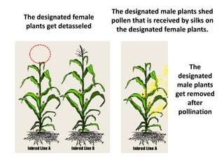 The designated female plants get detasseled 
The designated male plants shed pollen that is received by silks on the designated female plants. 
The designated male plants get removed after pollination  