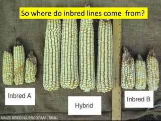 So where do inbred lines come from?  