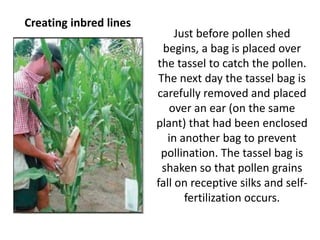 Just before pollen shed begins, a bag is placed over the tassel to catch the pollen. The next day the tassel bag is carefully removed and placed over an ear (on the same plant) that had been enclosed in another bag to prevent pollination. The tassel bag is shaken so that pollen grains fall on receptive silks and self- fertilization occurs. 
Creating inbred lines  