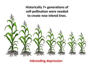Historically 7+ generations of self-pollination were needed to create new inbred lines. 
Inbreeding depression  