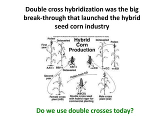 Double cross hybridization was the big break-through that launched the hybrid seed corn industry 
Do we use double crosses today?  