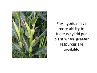 Flex hybrids have more ability to increase yield per plant when greater resources are available  