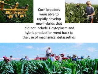 Corn breeders 
were able to 
rapidly develop 
new hybrids that 
did not include T-cytoplasm and hybrid production went back to the use of mechanical detasseling.  