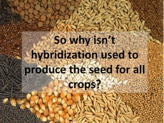 So why isn’t hybridization used to produce the seed for all crops?  