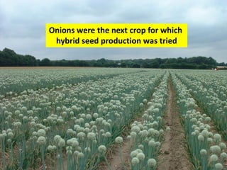 Onions were the next crop for which 
hybrid seed production was tried  