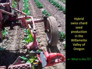 Hybrid 
swiss chard seed production 
in the Willamette Valley of Oregon 
What is this ?  