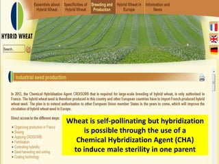 Wheat is self-pollinating but hybridization is possible through the use of a Chemical Hybridization Agent (CHA) to induce male sterility in one parent  