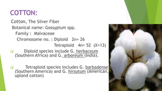 thumbnail image 2 of 25 Seeds White Cotton Gossypium Hirsutum Plant 2 of 11