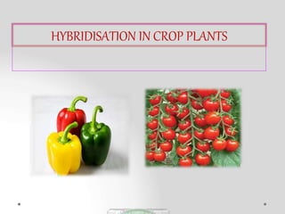 HYBRIDISATION IN CROP PLANTS
 