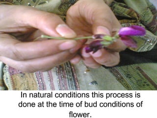 In natural conditions this process is done at the time of bud conditions of flower . 