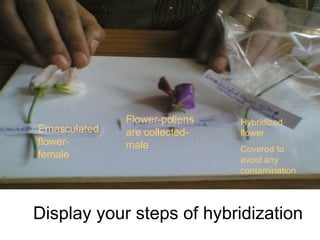 Display your steps of hybridization Emasculated flower- female Flower-pollens   are collected- male Hybridized flower Covered to avoid any contamination 