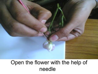 Open the flower with the help of needle  