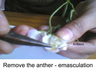 Remove the anther - emasculation Pg Anthers 