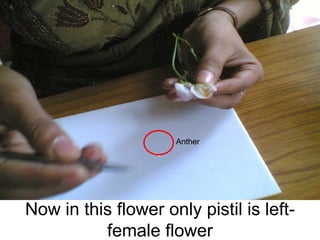 Now in this flower only pistil is left-female flower Anther 