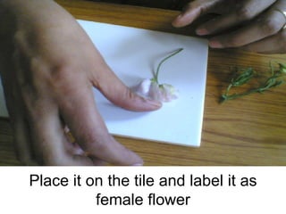 Place it on the tile and label it as female flower Female flower 