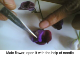 Male flower, open it with the help of needle 