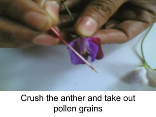 Crush the anther and take out pollen grains 