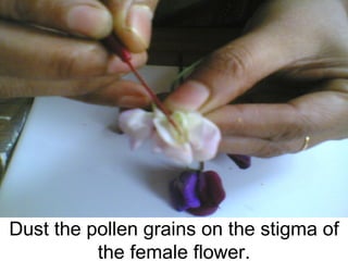 Dust the pollen grains on the stigma of the female flower. 
