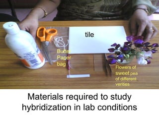 Materials required to study hybridization in lab conditions tile Flowers of  sweet  pea of different verities Butter  Paper bag 