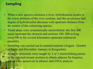 Sampling 
• When a new species colonizes a river, hybridization occurs in 
the lower portions of the river systems, and the occurrence and 
degree of hybridization decrease with upstream distance from 
the source of the colonizing species. 
• Those areas were systematically electrofished: the first 200 
mjust upstream the obstacle and sections 100–200 m long 
every500 m for several kilometers upstream (whenever 
possible). 
• Sampling was carried out in summer/autumn (August– October 
in Spain and December–January in Kerguelen). 
• Juvenile salmonids were caught by 2 or 3 electrofishing passes 
in the selected stream sections to obtain adipose fin biopsies, 
which were preserved in ethanol until DNA analysis 
 