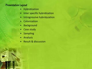 Presentation Layout 
• Hybridization 
• Inter specific hybridization 
• Introgressive hybridyzation 
• Colonization 
• Background 
• Case study 
• Sampling 
• Analysis 
• Result & discussion 
 