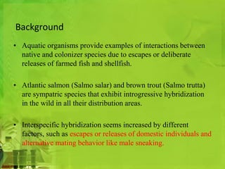 Background 
• Aquatic organisms provide examples of interactions between 
native and colonizer species due to escapes or deliberate 
releases of farmed fish and shellfish. 
• Atlantic salmon (Salmo salar) and brown trout (Salmo trutta) 
are sympatric species that exhibit introgressive hybridization 
in the wild in all their distribution areas. 
• Interspecific hybridization seems increased by different 
factors, such as escapes or releases of domestic individuals and 
alternative mating behavior like male sneaking. 
 