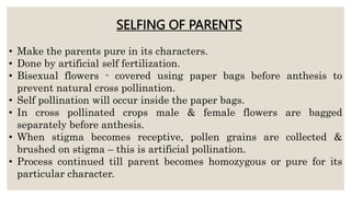 • Make the parents pure in its characters.
• Done by artificial self fertilization.
• Bisexual flowers - covered using paper bags before anthesis to
prevent natural cross pollination.
• Self pollination will occur inside the paper bags.
• In cross pollinated crops male & female flowers are bagged
separately before anthesis.
• When stigma becomes receptive, pollen grains are collected &
brushed on stigma – this is artificial pollination.
• Process continued till parent becomes homozygous or pure for its
particular character.
SELFING OF PARENTS
 