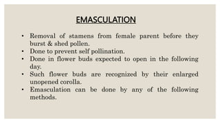 • Removal of stamens from female parent before they
burst & shed pollen.
• Done to prevent self pollination.
• Done in flower buds expected to open in the following
day.
• Such flower buds are recognized by their enlarged
unopened corolla.
• Emasculation can be done by any of the following
methods.
EMASCULATION
 