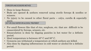 FORECEPS AND SCISSORS METHOD
• Done in large flowers.
• Buds are opened & anthers removed using sterile forceps & needles or
scissors.
• No injury to be caused to other floral parts – calyx, corolla & especially
pistil.
HOT OR COLD WATER OR ALCOHOL TREATMENT
• For small flowers like that of rice, sorghum, etc. that are difficult to be
emasculated by forceps, scissors, etc.
• Emasculation is done by dipping panicles in hot water for a definite
period.
• Ideal temperature is between 45° C and 50° C.
• Gynoecia can withstand a temperature at which anthers are killed.
• Also done by dipping inflorescence in cold water or alcohol for a definite
period.
 