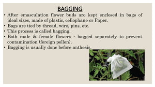 BAGGING
• After emasculation flower buds are kept enclosed in bags of
ideal sizes, made of plastic, cellophane or Paper.
• Bags are tied by thread, wire, pins, etc.
• This process is called bagging.
• Both male & female flowers - bagged separately to prevent
contamination (foreign pollen).
• Bagging is usually done before anthesis.
 