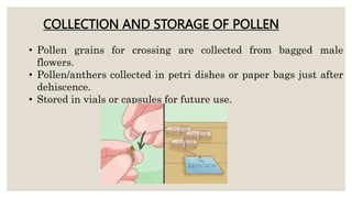 • Pollen grains for crossing are collected from bagged male
flowers.
• Pollen/anthers collected in petri dishes or paper bags just after
dehiscence.
• Stored in vials or capsules for future use.
COLLECTION AND STORAGE OF POLLEN
 