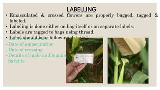 LABELLING
• Emasculated & crossed flowers are properly bagged, tagged &
labeled.
• Labeling is done either on bag itself or on separate labels.
• Labels are tagged to bags using thread.
• Label should bear following details :
–Reference number
–Date of emasculation
–Date of crossing
–Details of male and female
parents
 