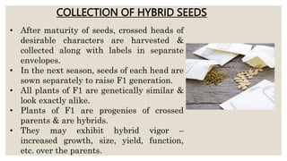 COLLECTION OF HYBRID SEEDS
• After maturity of seeds, crossed heads of
desirable characters are harvested &
collected along with labels in separate
envelopes.
• In the next season, seeds of each head are
sown separately to raise F1 generation.
• All plants of F1 are genetically similar &
look exactly alike.
• Plants of F1 are progenies of crossed
parents & are hybrids.
• They may exhibit hybrid vigor –
increased growth, size, yield, function,
etc. over the parents.
 