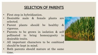 SELECTION OF PARENTS
• First step in hybridization.
• Desirable male & female plants are
selected.
• Parent plants should be healthy &
vigorous.
• Parents to be grown in isolation & self
pollinated to bring homozygosity in
desirable traits.
• All important characters to be combined
should be kept in mind.
• Both parents should mature at the same
time.
 